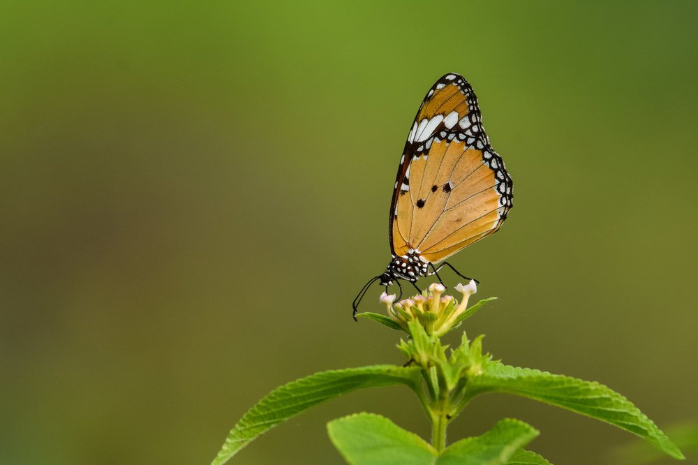 Фотография автора Harshit Sharma