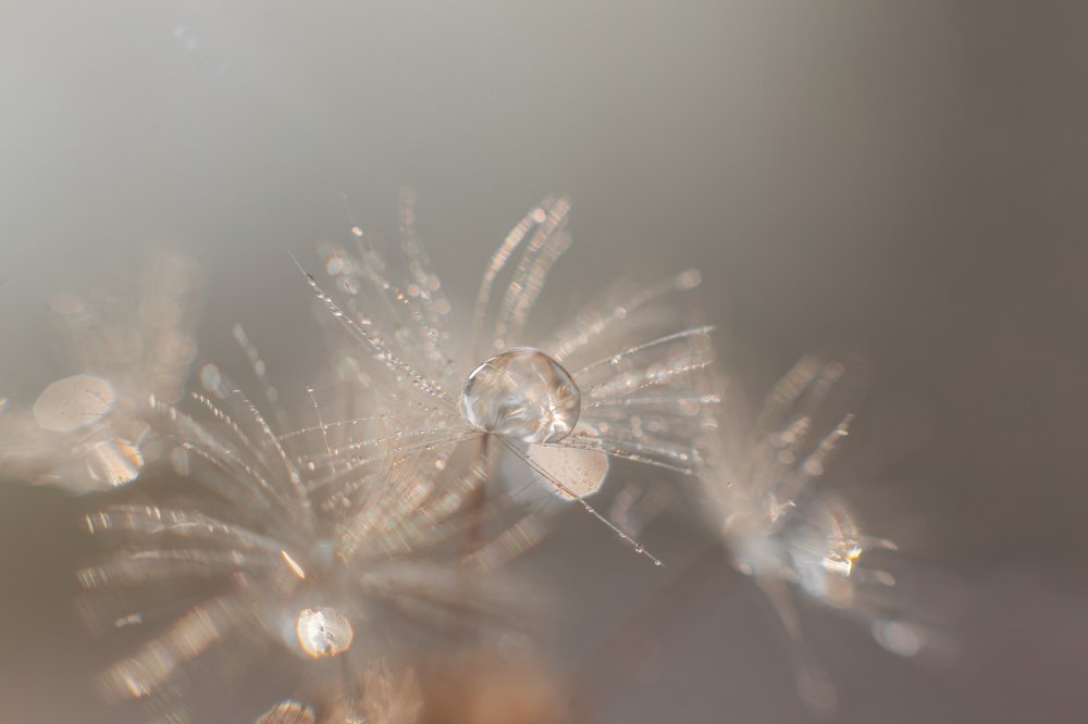 Утренняя роса