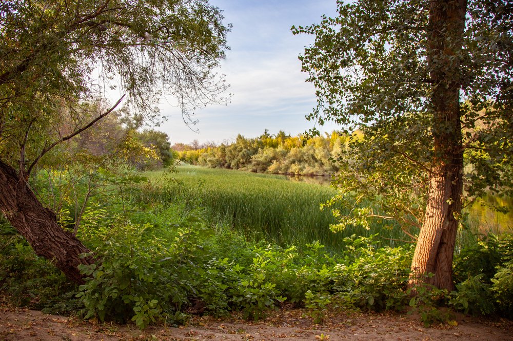 Сочная августовская пойма