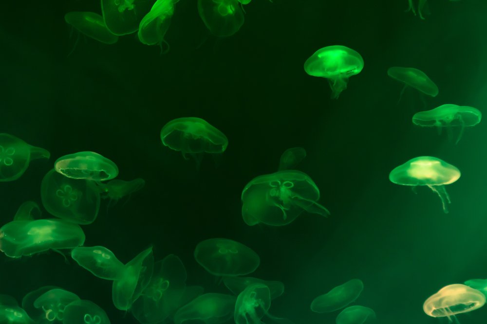 Медузий улей