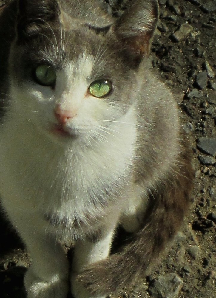 Изумрудные глаза