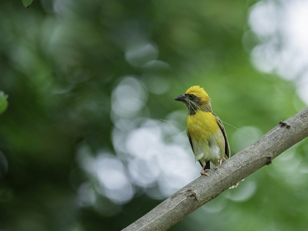 Photograph by Anindita Datta Muhuri