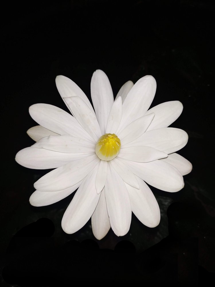 Photograph by Devon Senarathna