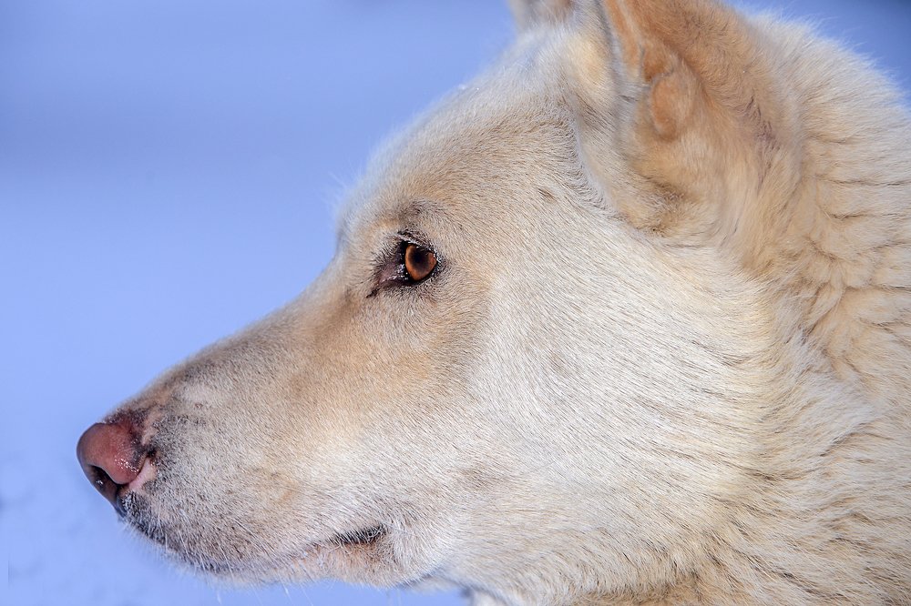 глаз надежды