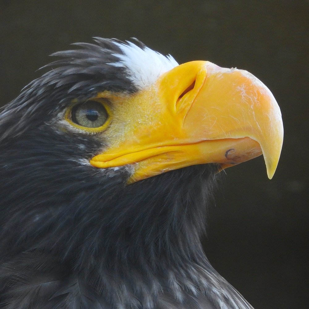 Гордый взгляд