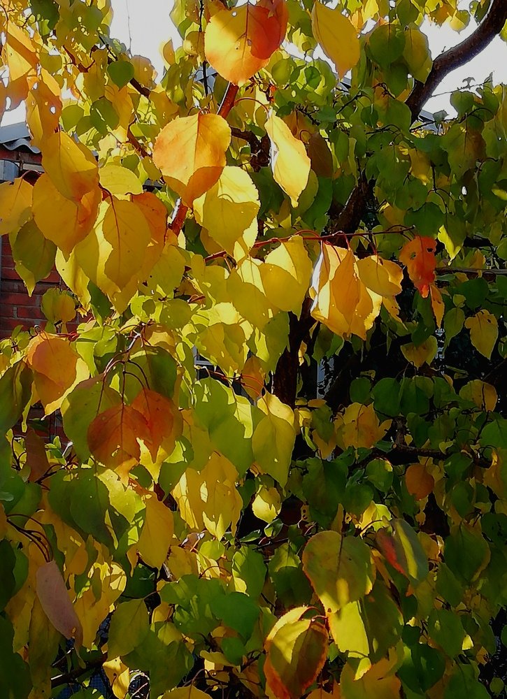 Золото осени