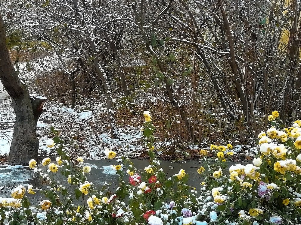 Первый снег