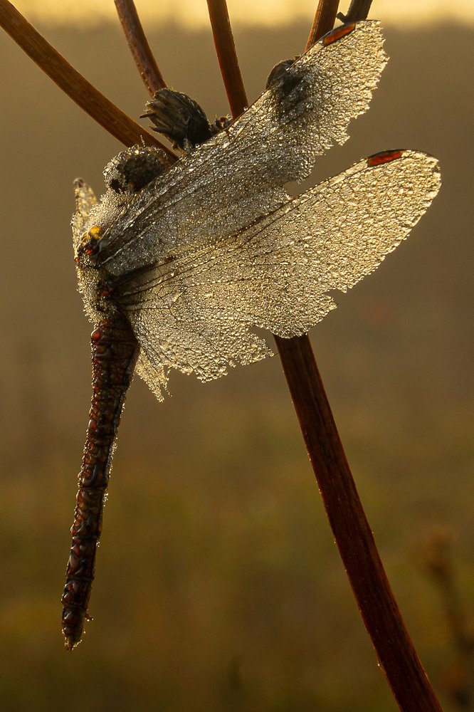 Photograph by Pavel Gusev