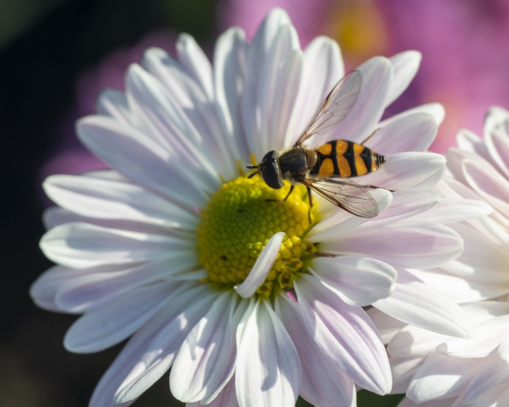 Photograph by Дмитрий Бельмаз