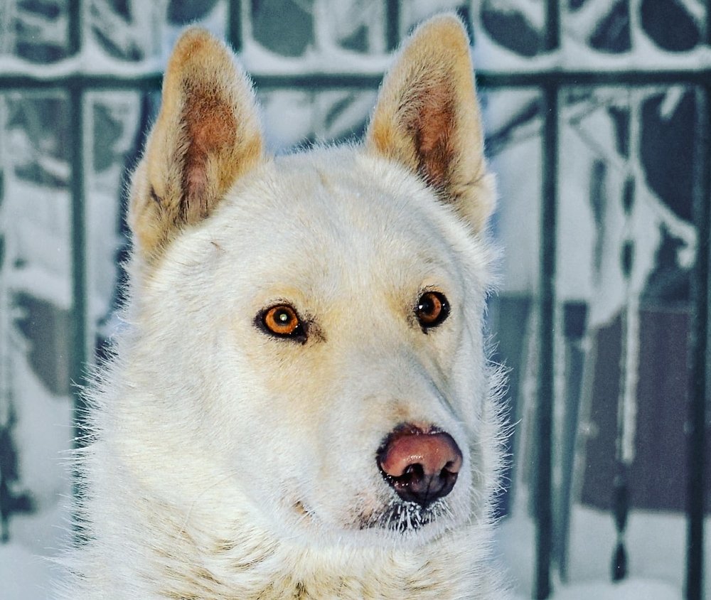 Photograph by Александр Шипиленко