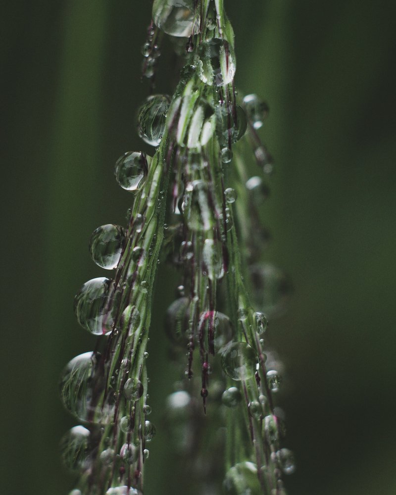Photograph by Виктория Шлёпина