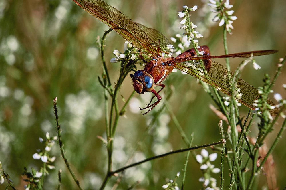 Photograph by Сергей Лисов