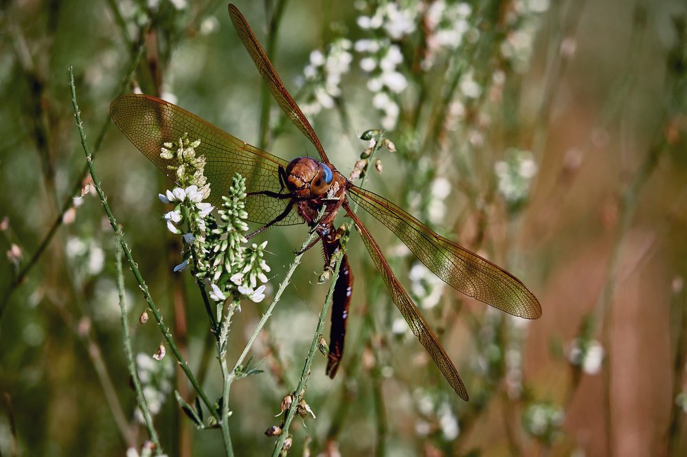 Photograph by Сергей Лисов