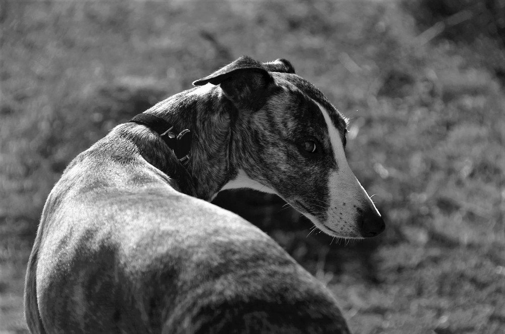 Photograph by Ann Stodolskaya