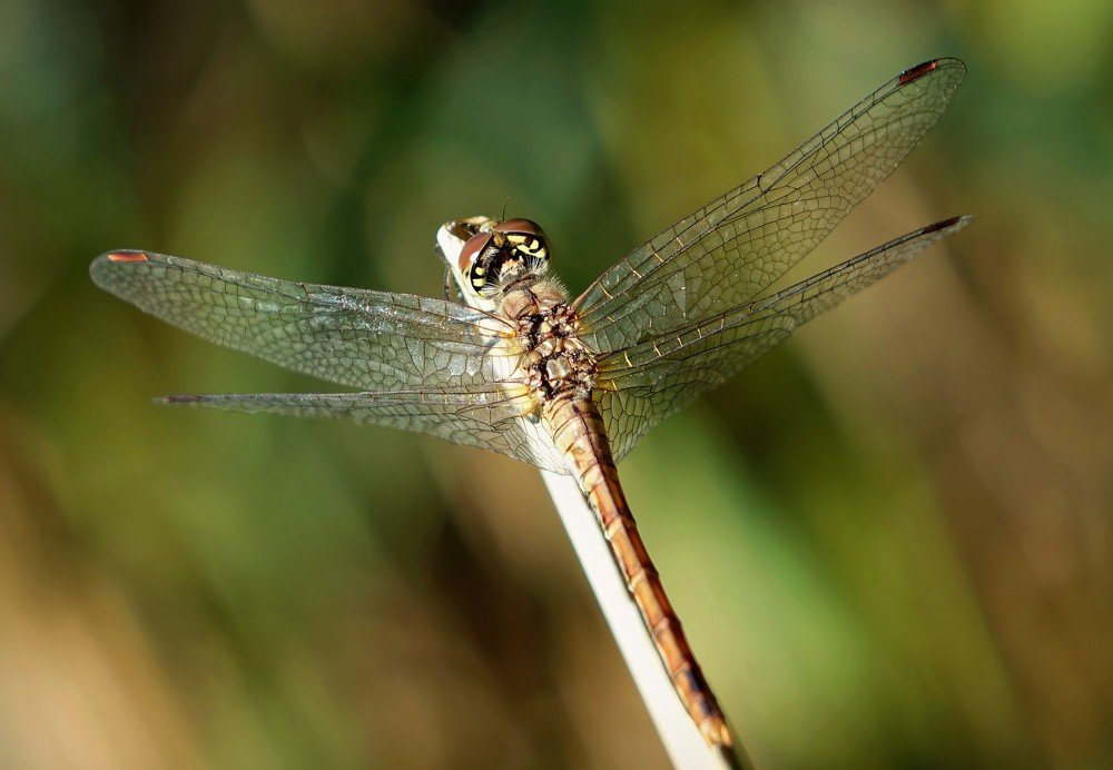 Летучий дизайн.