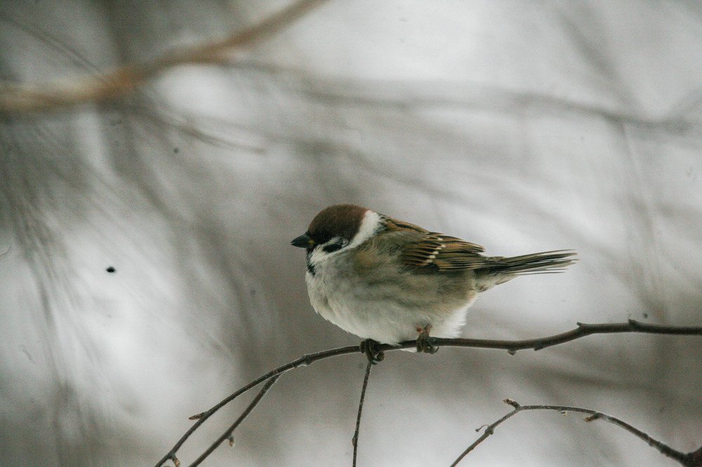 прекрасная птаха