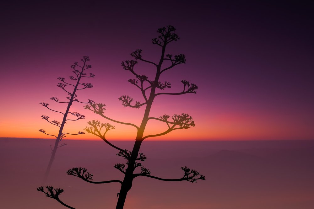 The Swan Song of an Agave Americana