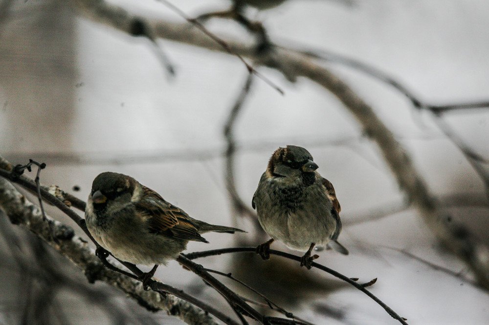 Photograph by Андрей Беспалов