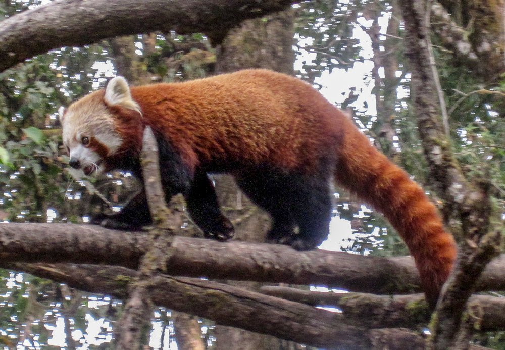 Photograph by Susmita Paul