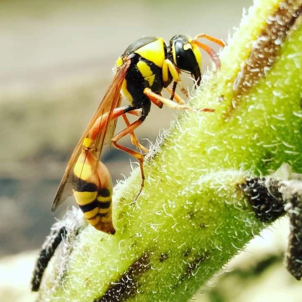 Photograph by Ravishan Hikkaduwa Liyanage