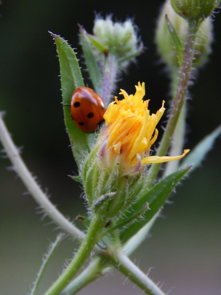 Photograph by Stanislav Fedorov