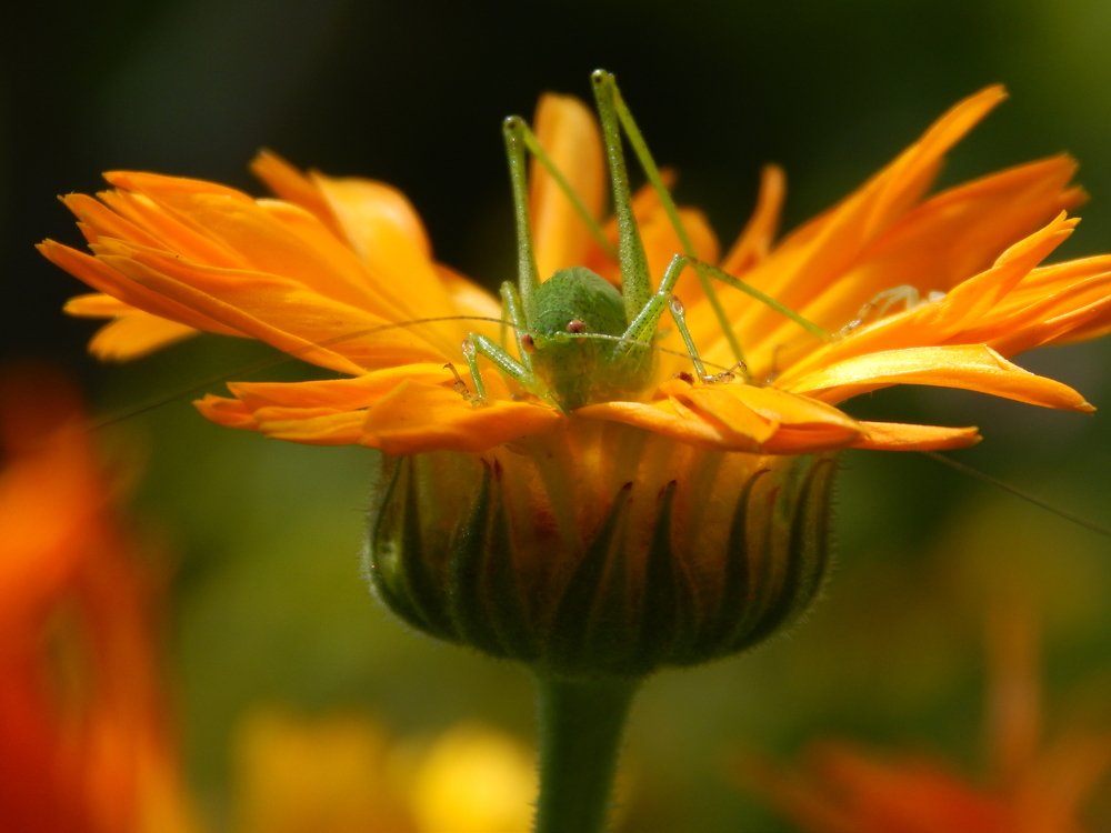 Photograph by Stanislav Fedorov