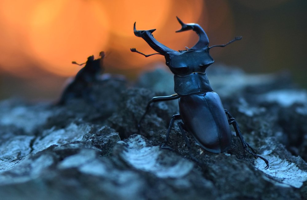 Photograph by Aleksey