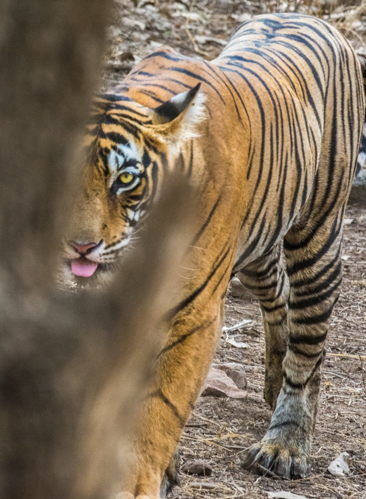 Photograph by Pramathesh Saha