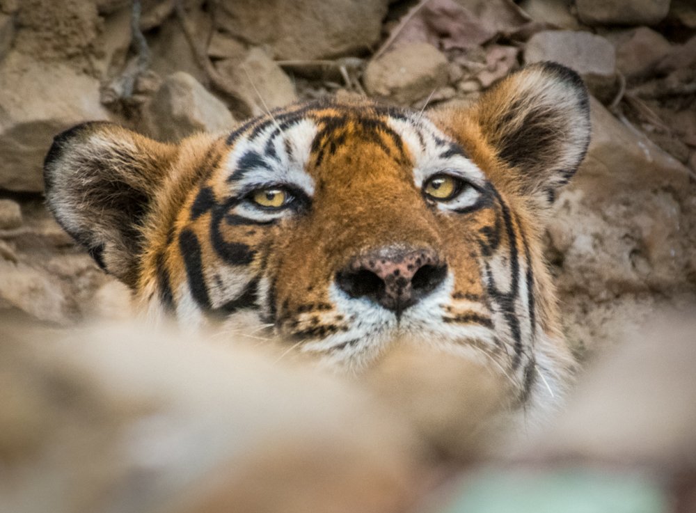 Photograph by Pramathesh Saha