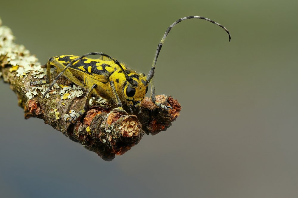 Мраморный скрипун