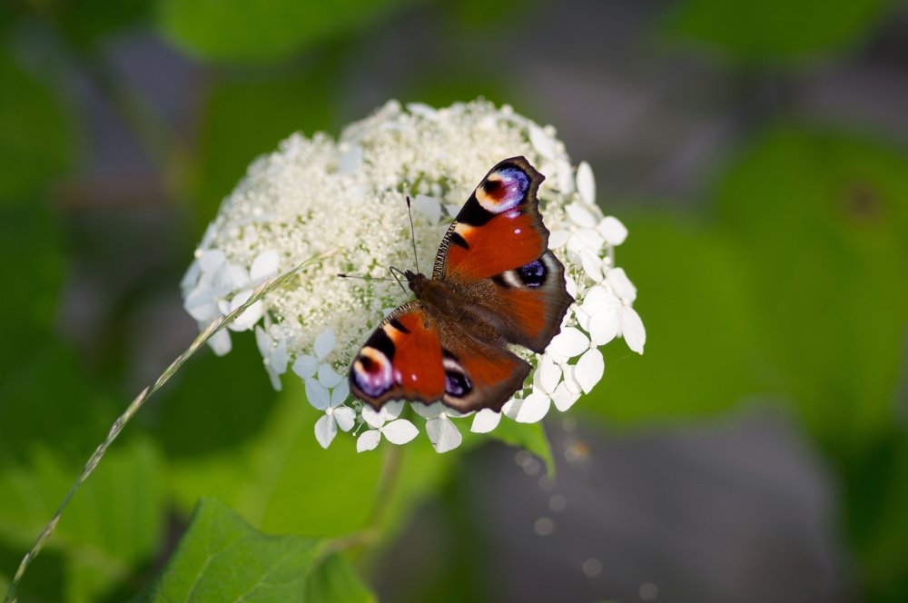 Photograph by Максим Захаров