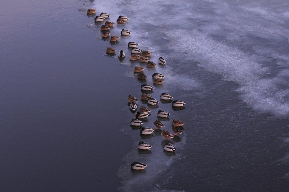 Photograph by Ирина Солонина