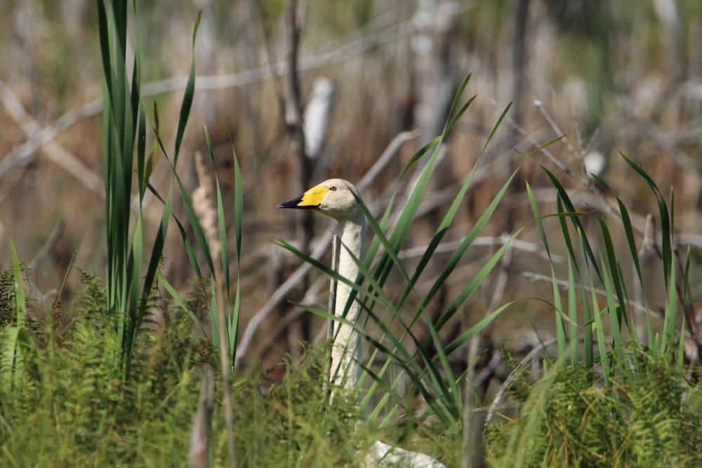 Photograph by Михаил Косяк