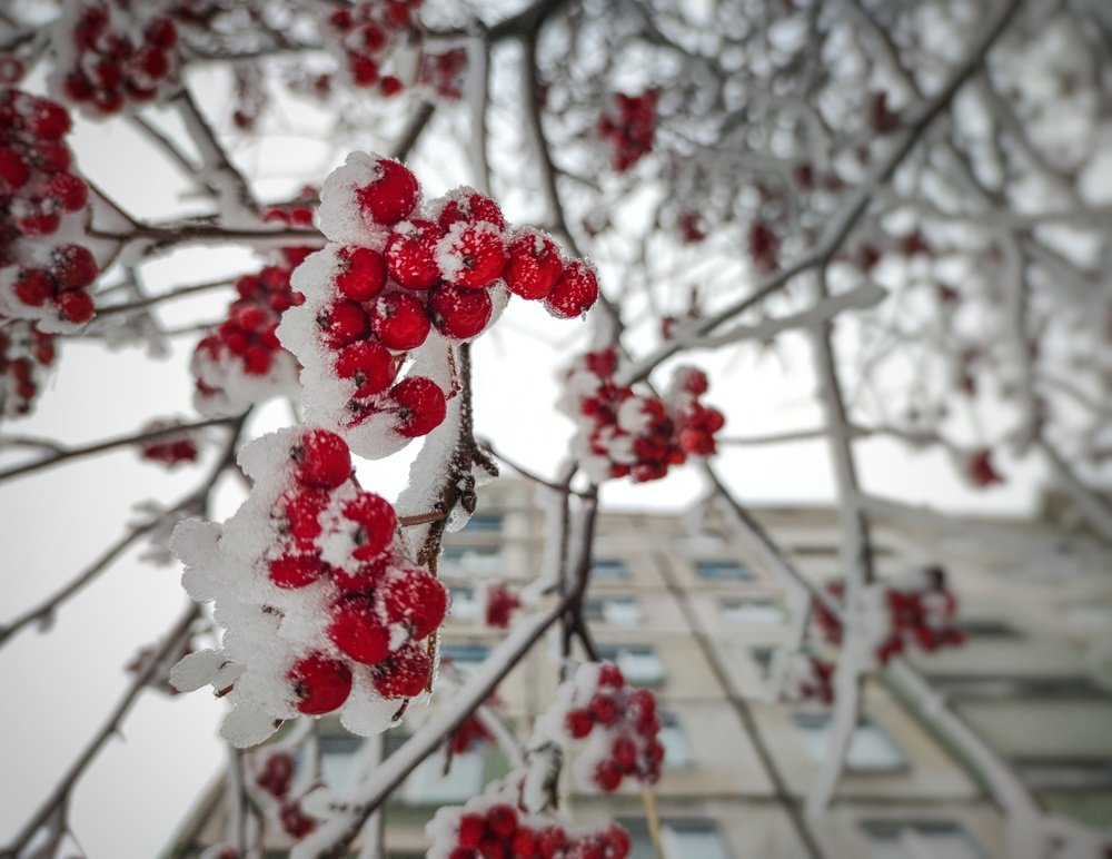 Photograph by Карина Берещанская