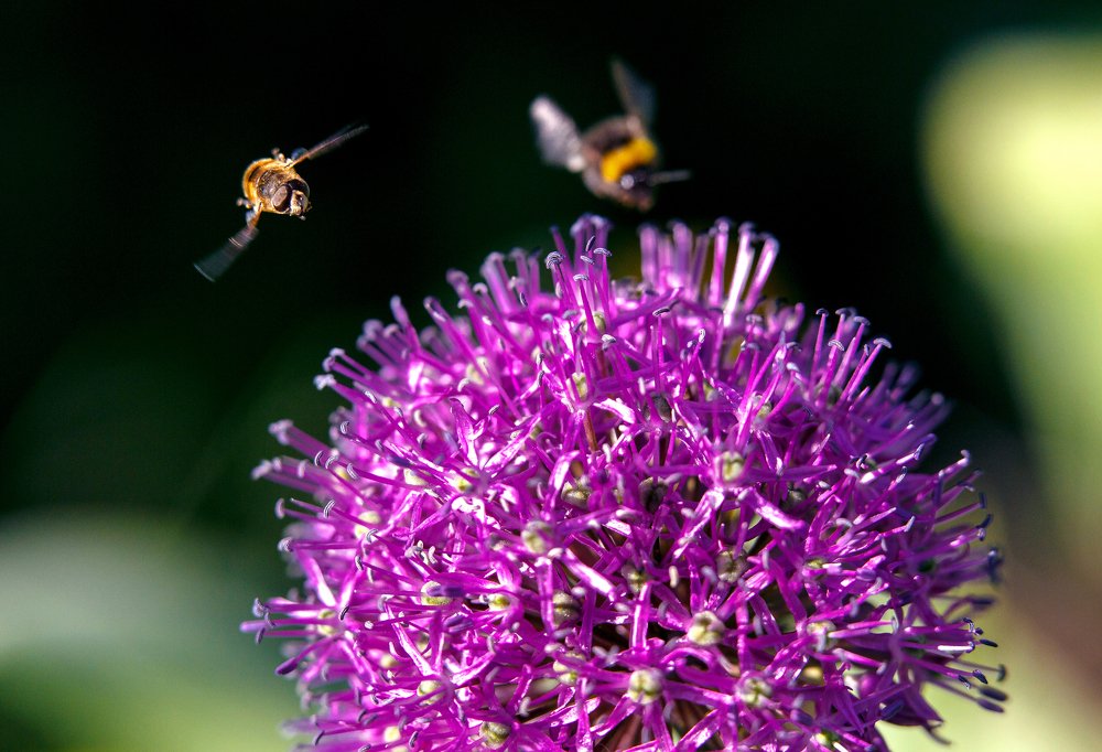 Пчёлы и черемша.