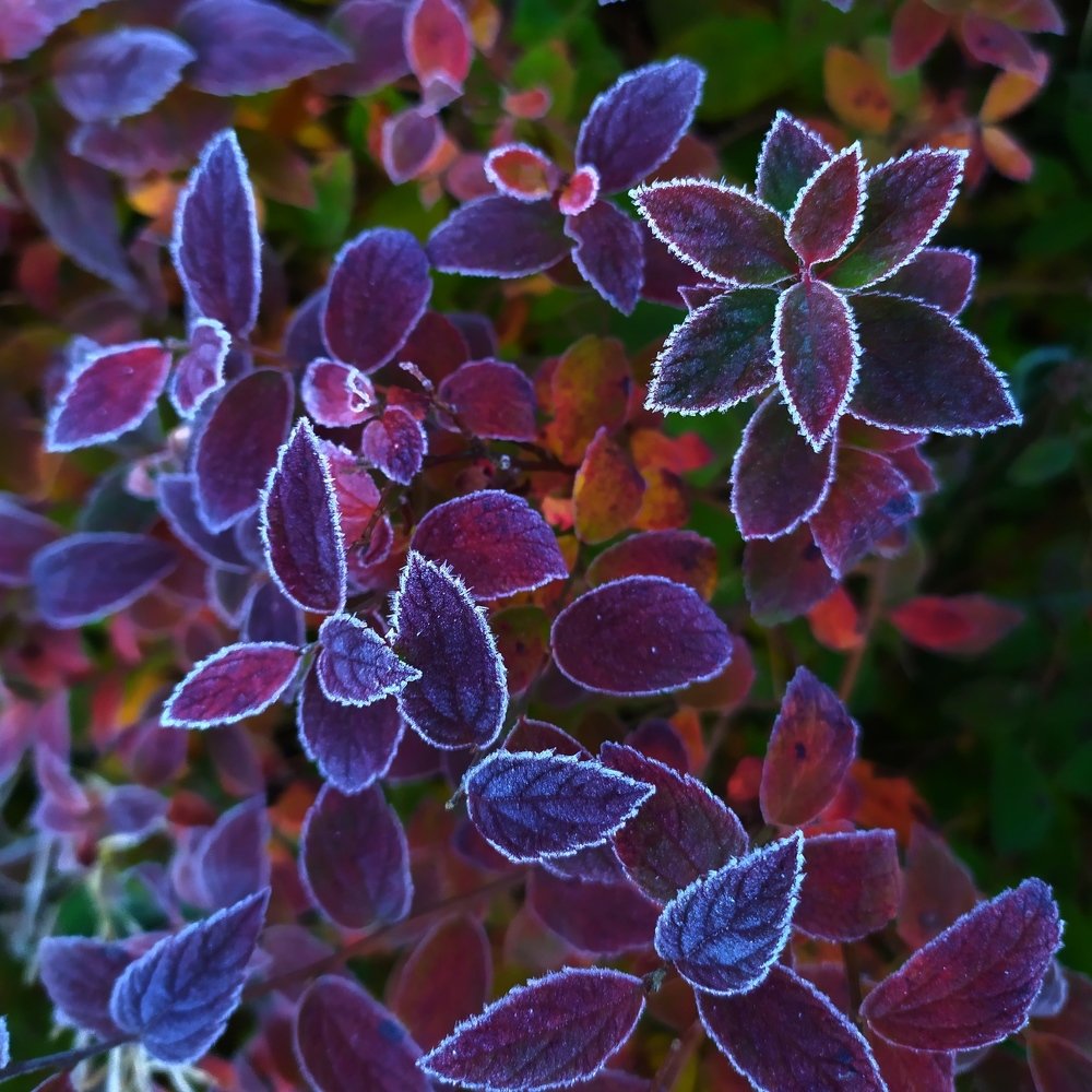 Photograph by Елена Павлова