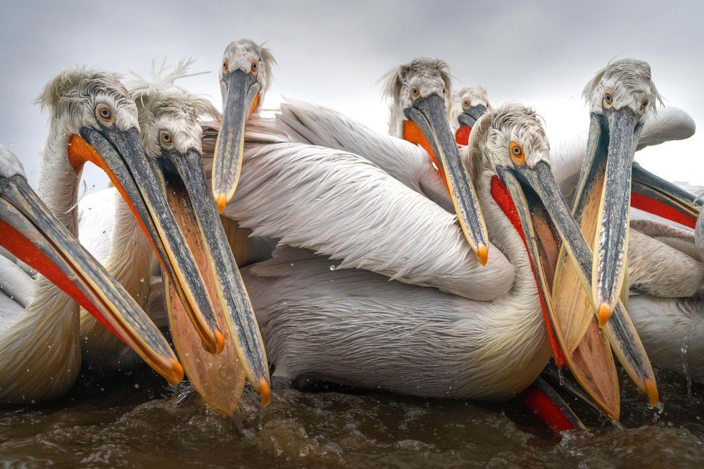 Guardians of Kerkini Lake