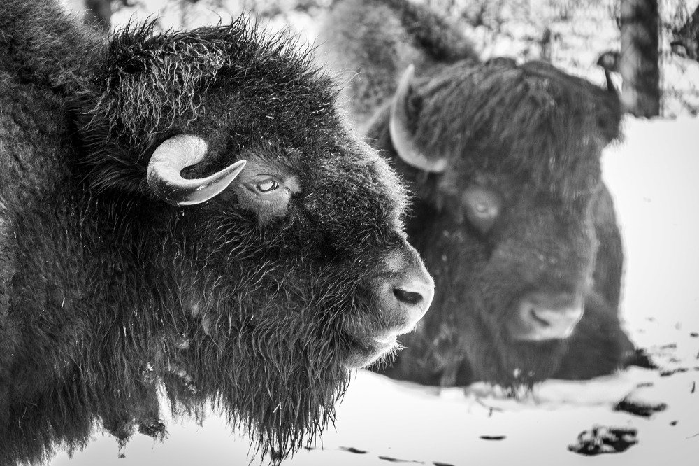 Photograph by Алексей Худяков