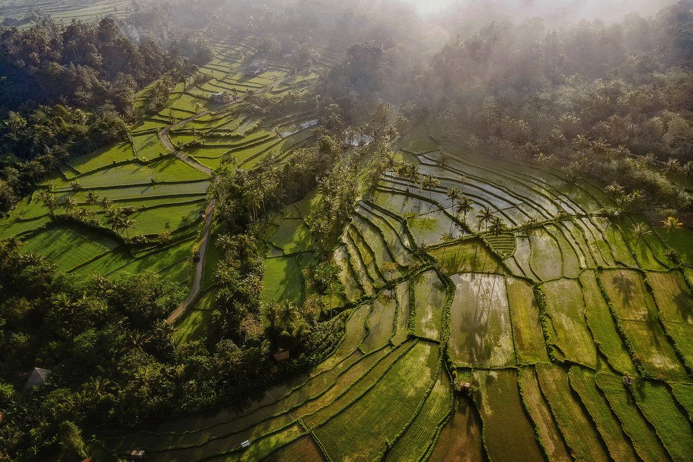Bali, rice terraces