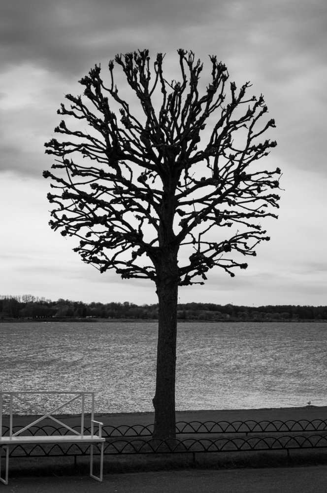 Здравствуй дерево!