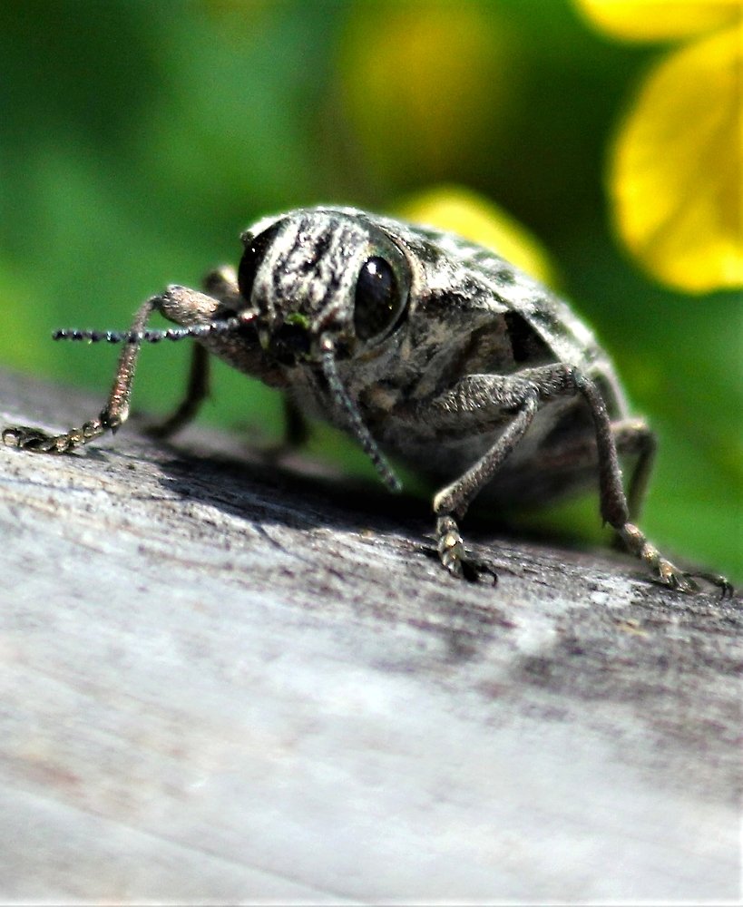 Фотография автора Nepran Vyacheslav