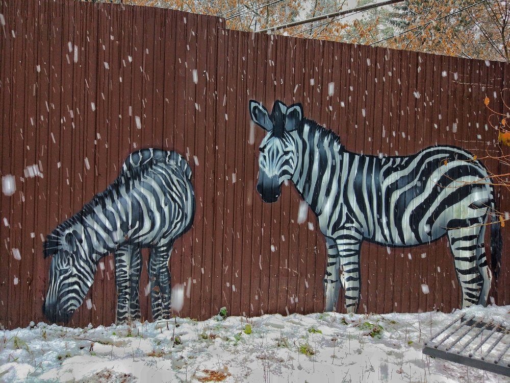 Photograph by OLGA