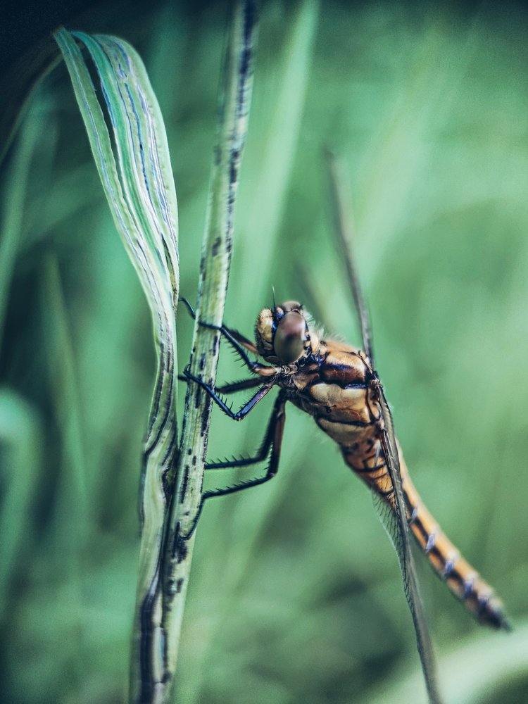 Photograph by Мария Фак