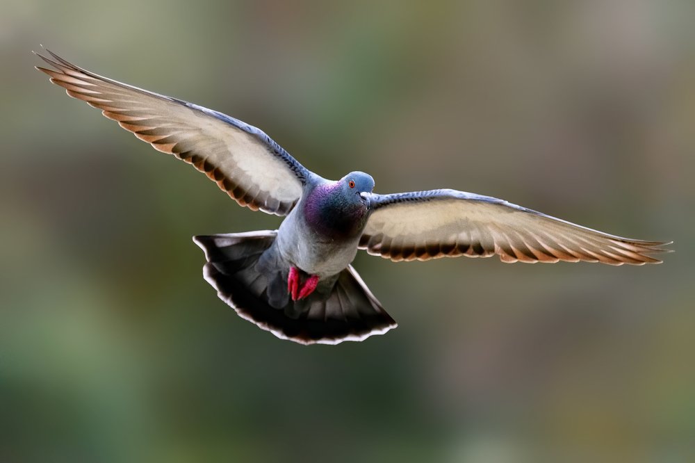 Photograph by David Lerer