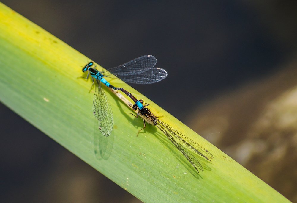 Photograph by Виктор Сёмушкин