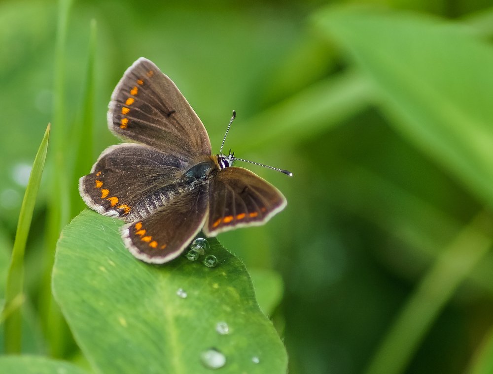 Photograph by Виктор Сёмушкин