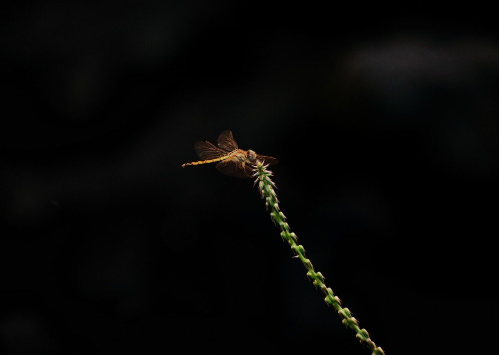 Photograph by ALI SAJID