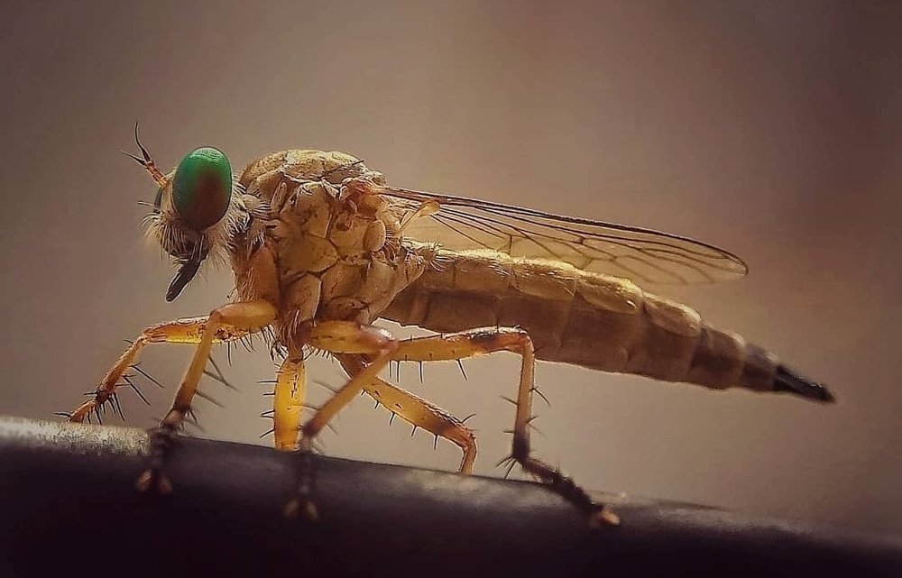 Photograph by Susmita Ghosh