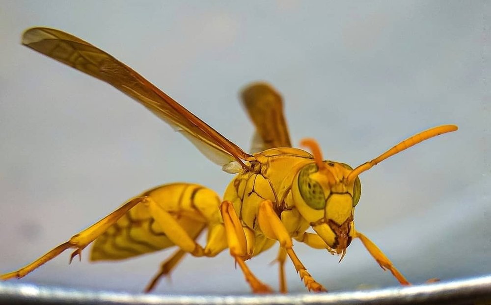 Photograph by Susmita Ghosh