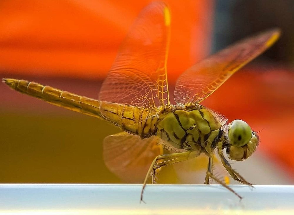 Photograph by Susmita Ghosh